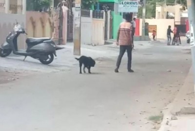 Prayagraj municipal corporation issued order for bringing dogs for a walk