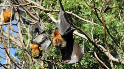 Nipah virus reached in Kochi, the health department told people - do not panic