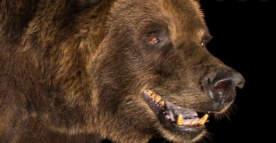 MP: 'Man-eating' bear attacked husband and wife returning from temple and then...