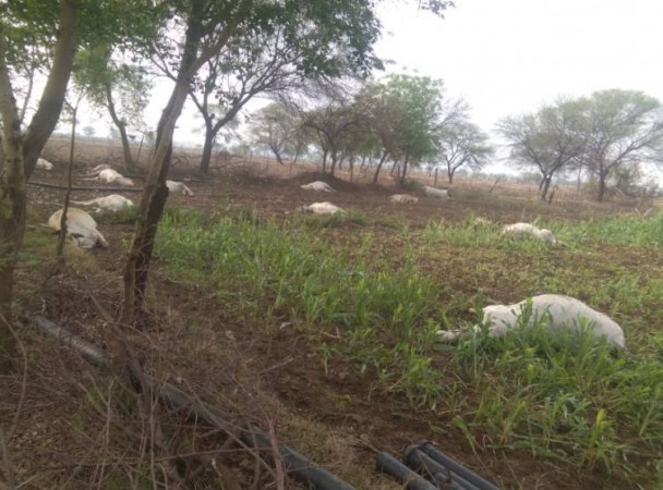बांदा के एक खेत में मृत मिलीं 15 गाय, प्रशासन में मचा हड़कंप