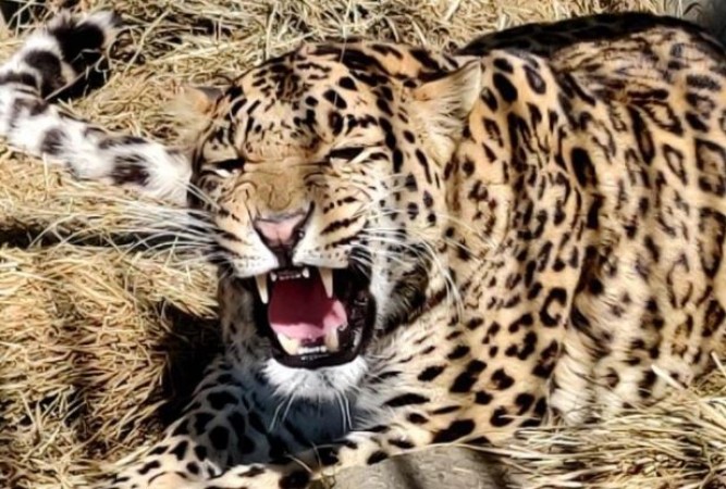Leopard kills14-year-old girl in Nainital