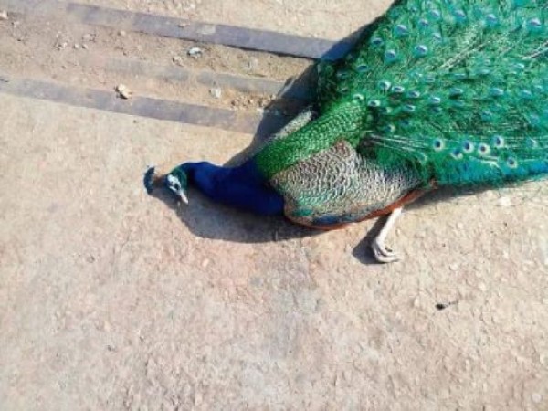 औरैया के खेतों में मृत पाए गए 11 राष्ट्रीय पक्षी, वन विभाग में मचा हड़कंप