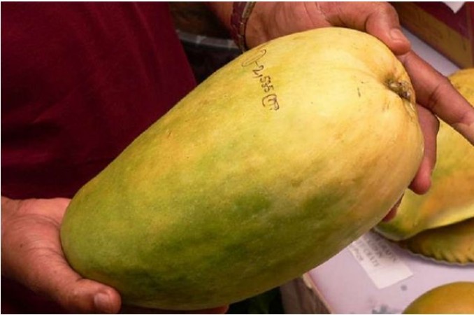 Have you ever eaten a very special 'Noorjahan' mango? Rs. 1000 price per  piece! | NewsTrack English 1