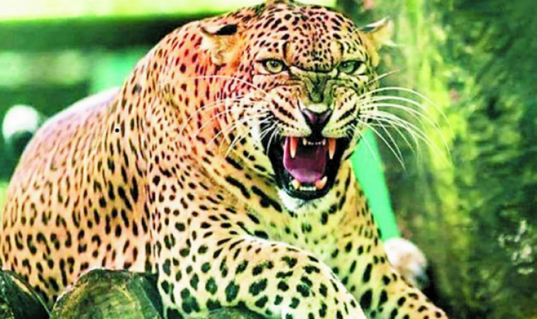 Leopard attacks 6-year-old innocent in the middle of night