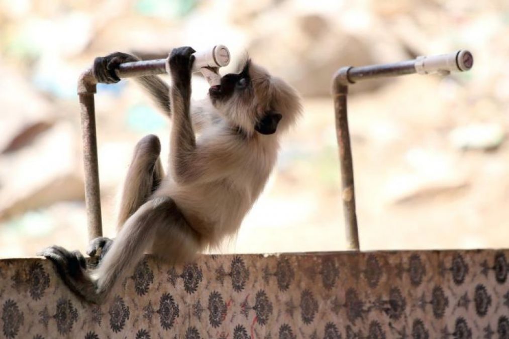 मध्य प्रदेश में आग उगल रहा सूर्य, गर्मी की वजह से 15 बंदरों की मौत