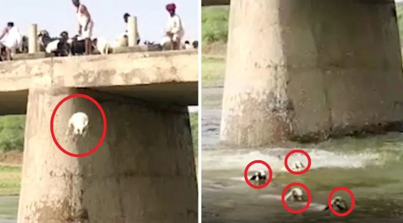 Hundreds of sheep were thrown into the river one by one from the bridge...