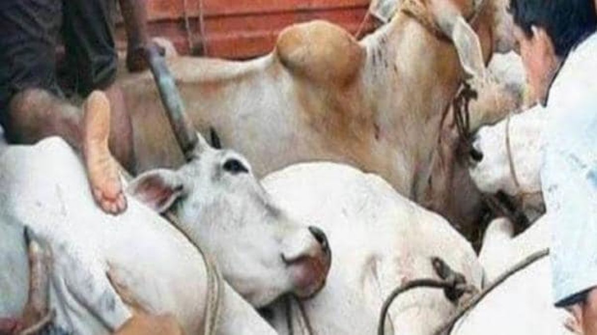 Haryana: Men stripped, forced to drink urine on suspicion of cow smuggling