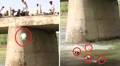 Hundreds of sheep were thrown into the river one by one from the bridge...