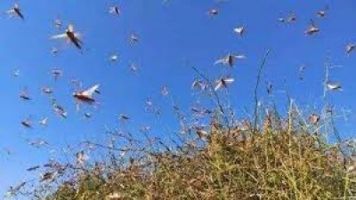 Locusts creating chaos in Chhattisgarh, farmers are in poor condition