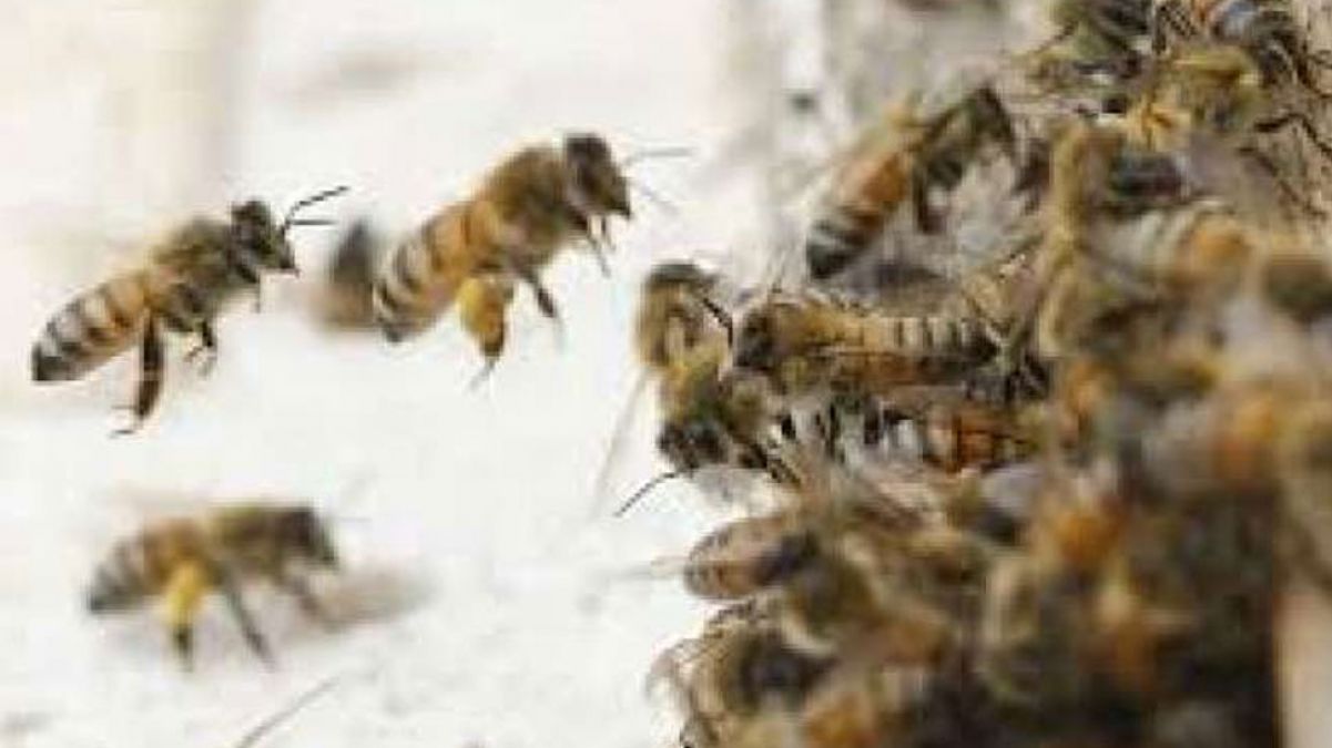 नोएडा में मधुमक्खियों ने दो बच्चों को मारा डंक, एक की मौत, दूसरे की हालत गंभीर