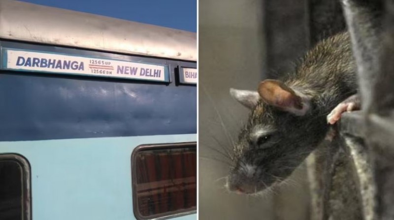 एक चूहे के कारण रोकनी पड़ी ट्रेन, चौंकाने वाली है वजह