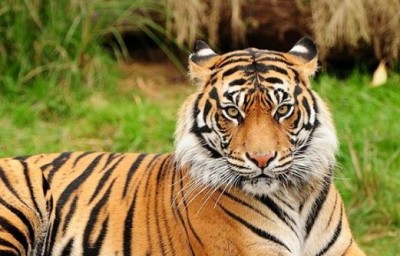 10 दिन में 3 बाघों की हुई मौत, सरकार ने लिया बड़ा एक्शन