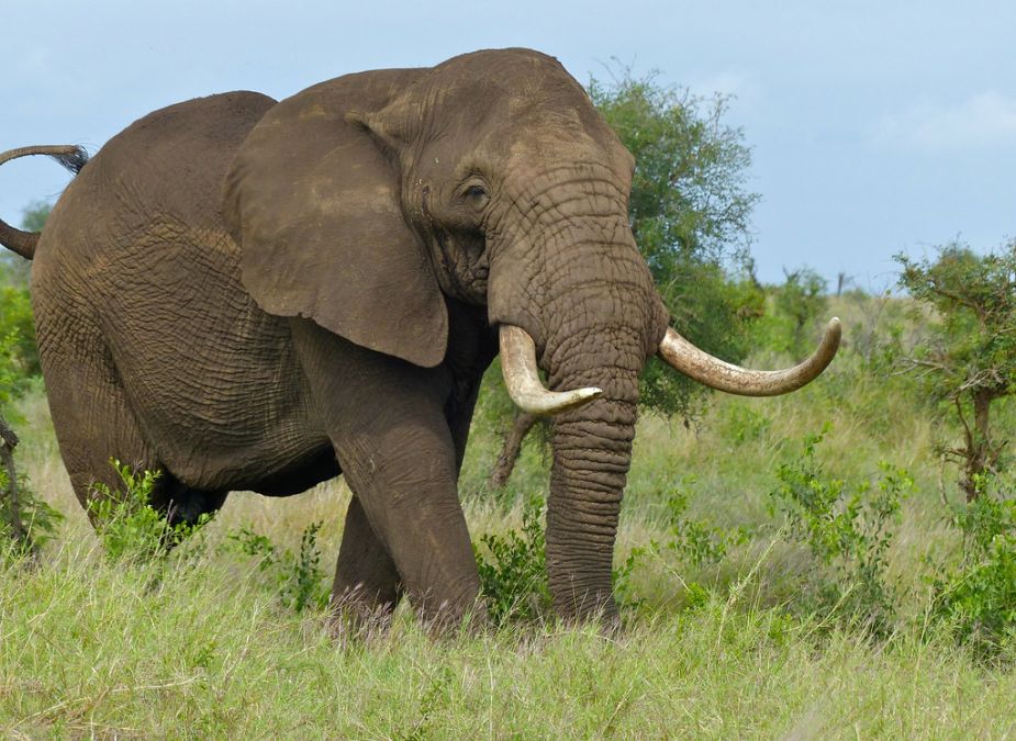 घर के बाहर सो रहे युवक को हाथी ने पटक-पटक कर मारा