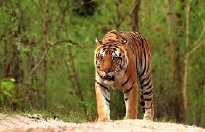 Tiger safari will start in Kanha National Park from June 15