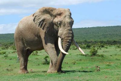 घर के बाहर सो रहे युवक को हाथी ने पटक-पटक कर मारा