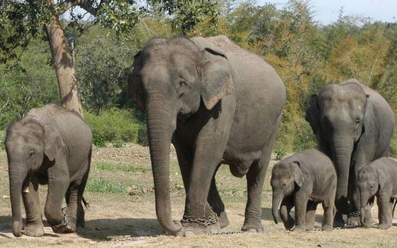 Chhattisgarh: Proceeding on death of elephants, responsible officer suspended