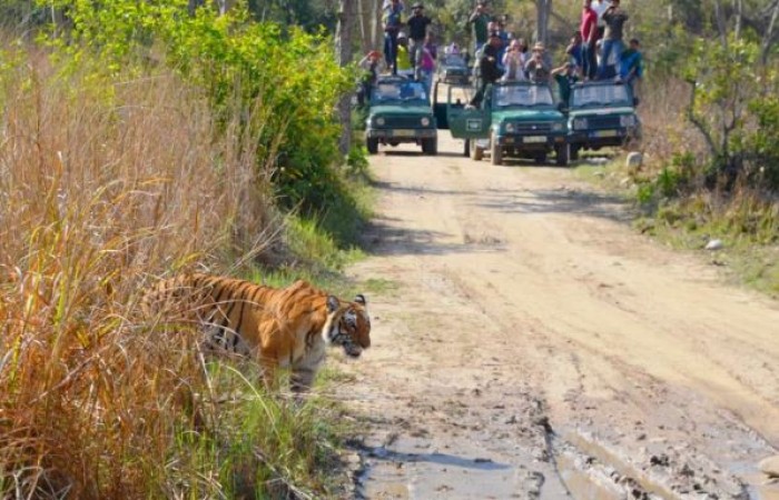 Corbett Tiger Reserve will open for tourists from today