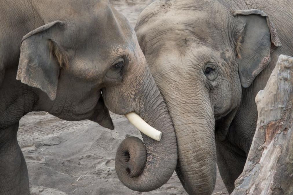दुमका में जंगली हाथियों के झुंड ने बुजुर्ग को उतारा मौत के घाट