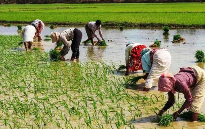 Karnataka farmers get big gift, state government distributes free seeds to farmers worth Rs 12