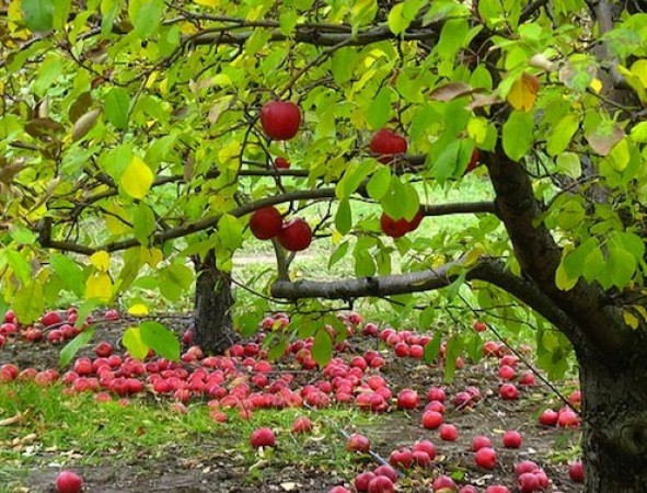 Now apples can be grown all over India, reports