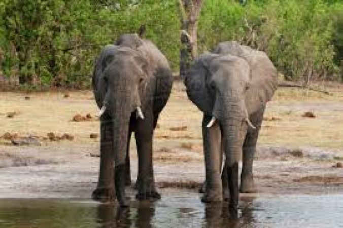 हाथी की मौत का सिलसिला जारी, हादसे की वजह आई सामने