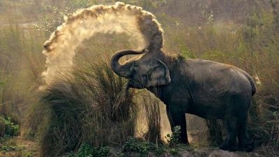 बाघों के हमले में हो रही हाथियों की मौत, चिंता में डूबा प्रशासन