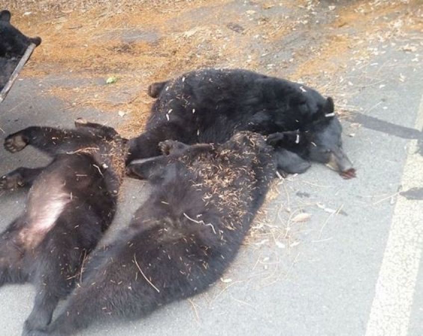 कांकेर में तीन भालुओं की करंट लगने से मौत