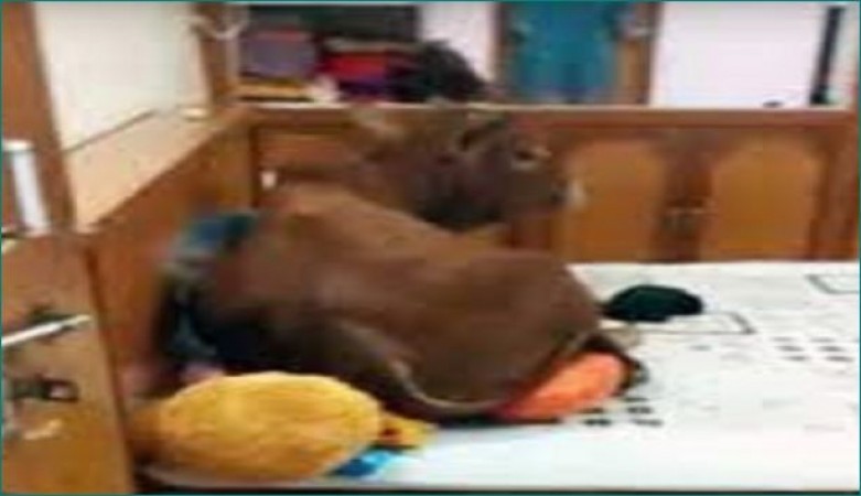 MP: Bull king climbed into 3-storey house, video viral of him resting on bed