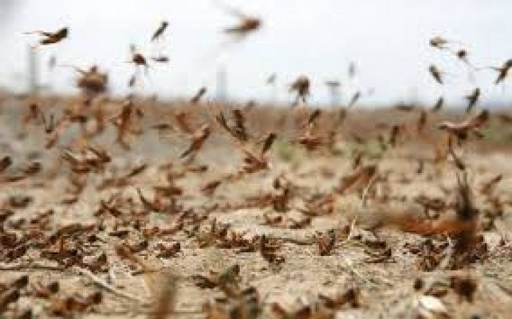 locust swarm left for Madhya Pradesh, expected to arrive in Bhopal in three days