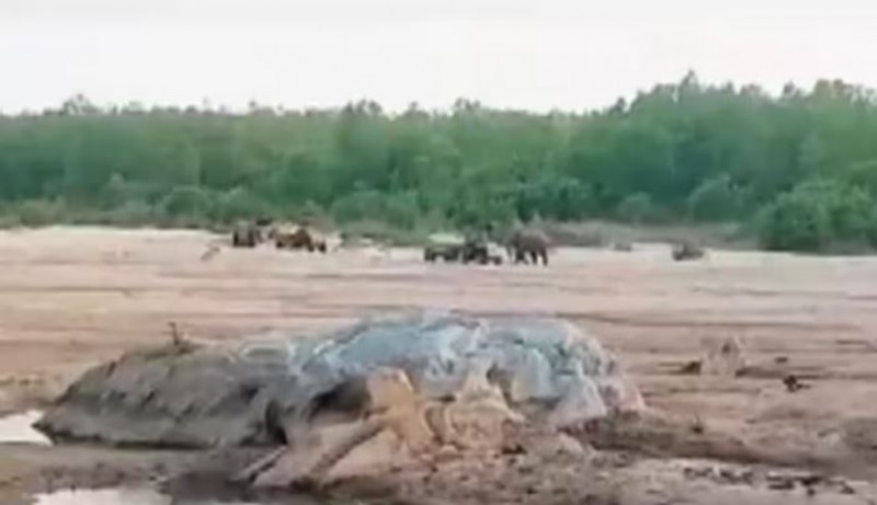 तस्करों ने नदी से चुराई बालू तो तिलमिला उठे हाथी, कर दिया ये हाल