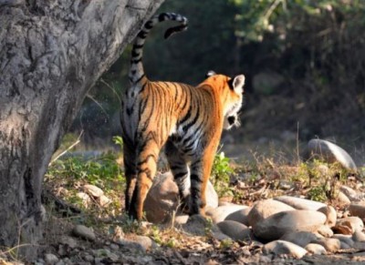 Uttarakhand: Tigress spotted in Bangjhala river of Ramnagar