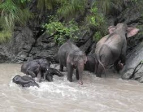 नेपाल की आबोहवा से परेशान हाथियों ने यूपी की ओर किया प्रस्थान, जानें पूरी बात
