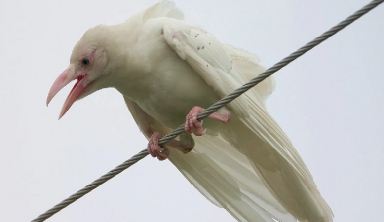 The rare 'white crow' shown in MP, was caused by the curse of the sage black