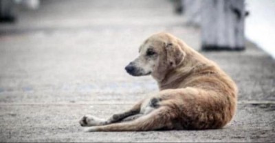 ओडिशा में 40 से अधिक कुत्तों की ददनाक मौत, सामने आया हैरतअंगेज़ मामला