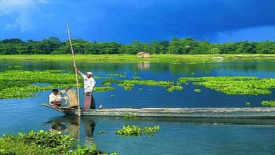 असम के तालाब में मृत मिलीं सैकड़ों मछलियां, इस कारण हुई मौत