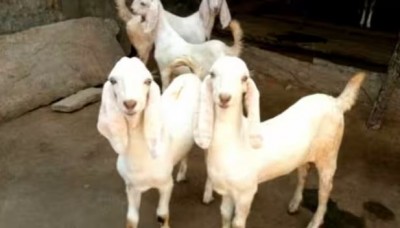 जैसलमेर में आफत बनकर गिरी आकाशीय बिजली, दर्जनों बकरियों और भेड़ों की हुई दर्दनाक मौत