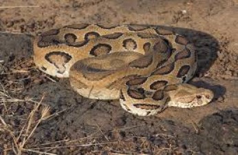 Russell's Viper species of snake found in bathroom in Coimbatore, Tamil Nadu