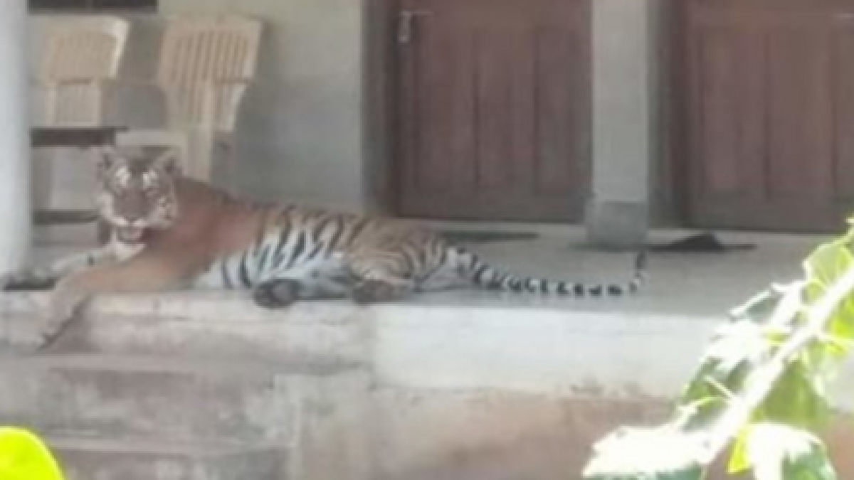'Rani' of Panna Tiger Reserve died in suspicious condition