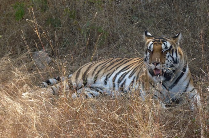 'Rani' of Panna Tiger Reserve died in suspicious condition