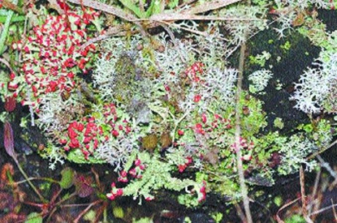 Country's first lichen garden gets ready in Uttarakhand's Munsiyari