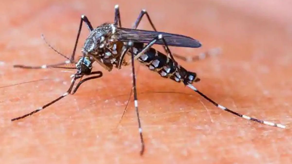 मध्य प्रदेश के इस शहर में फिर मंडराया डेंगू का खतरा, मचा हड़कंप
