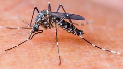 मध्य प्रदेश के इस शहर में फिर मंडराया डेंगू का खतरा, मचा हड़कंप