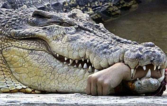 Crocodile kills cattle in Telengana, know the matter