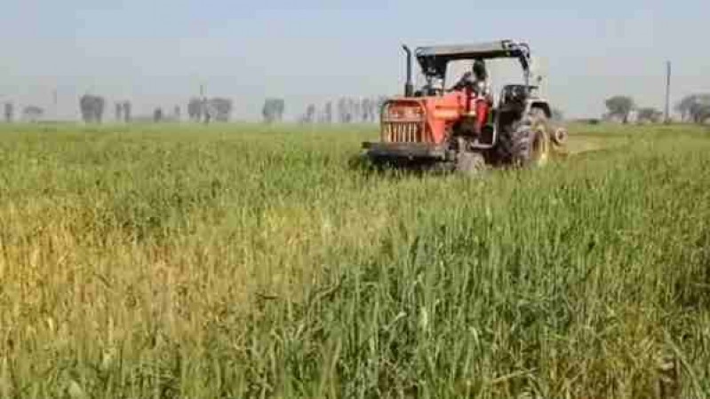 Farmer runs tractor on 4 acres standing wheat crop, protesting against agri law
