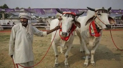 60 thousand will be available for raising cows and buffaloes, know about this scheme of the government...