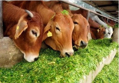 कोलकाता नगर निगम को HC का सख्त आदेश, कहा- गाय और अन्य पशुओं की अंधाधुंध हत्या बंद हो