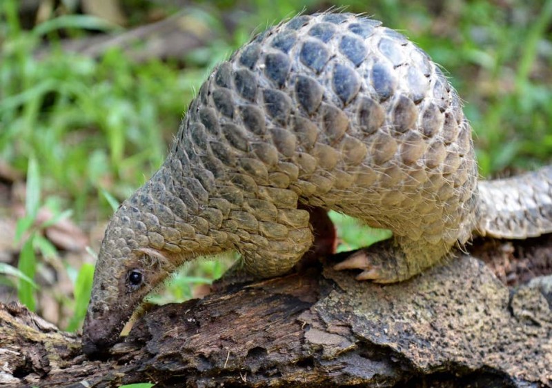 Surprising figures of pangolin smuggling surfaced, eating meat is considered a sign of the rich