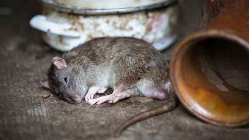 अपराधियों के बाद अब यूपी में चूहों पर शिकंजा, बागपत में शुरू होगा 'चूहा एनकाउंटर'
