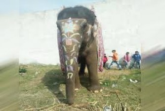 People perform last rites of 80-year-old female elephant