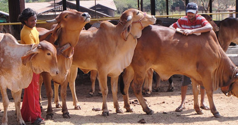 गौशाला के पास सैकड़ों गायों के कंकाल मिलने से मचा हड़कंप, जाँच में जुटी पुलिस